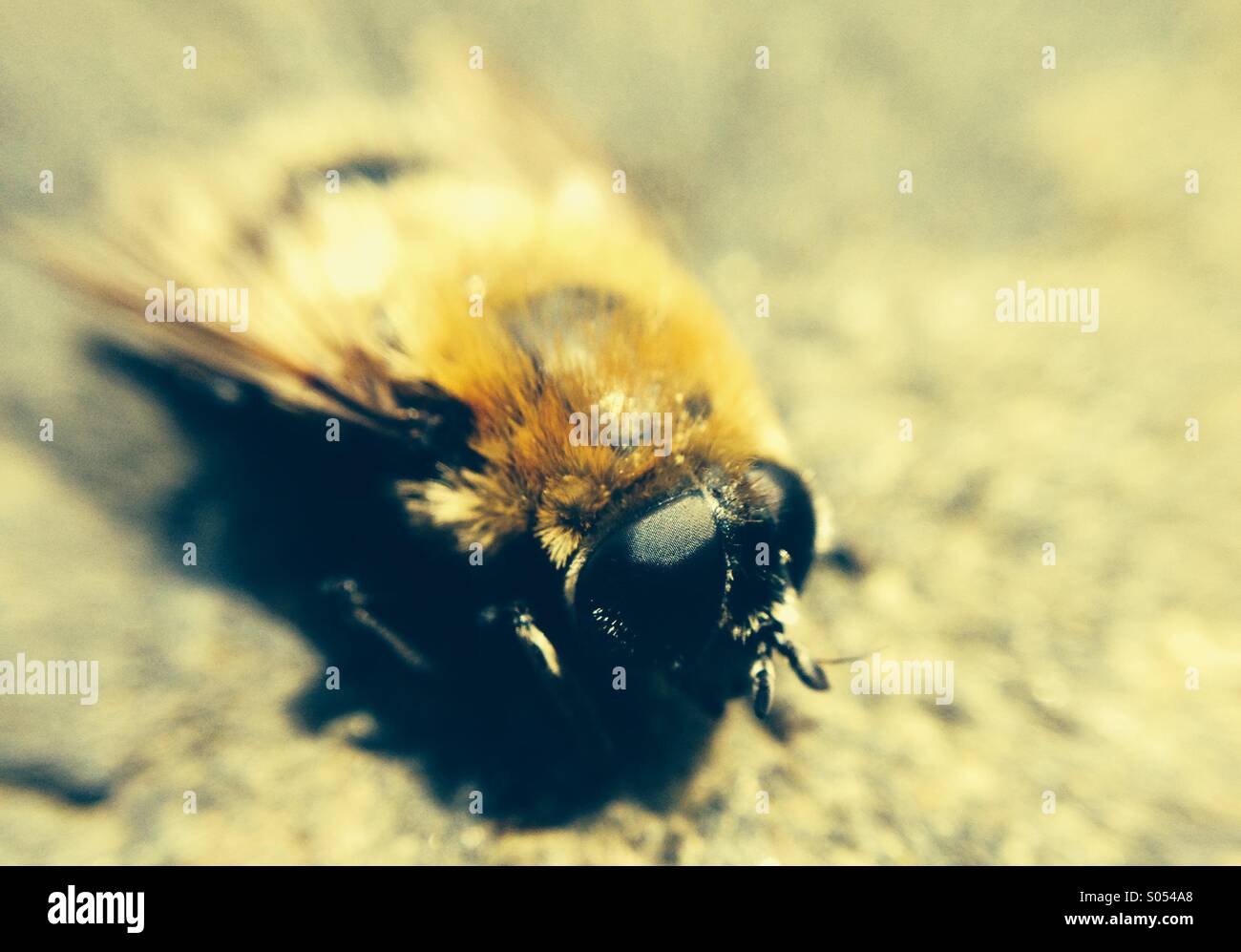 Close up de l'abeille. Banque D'Images