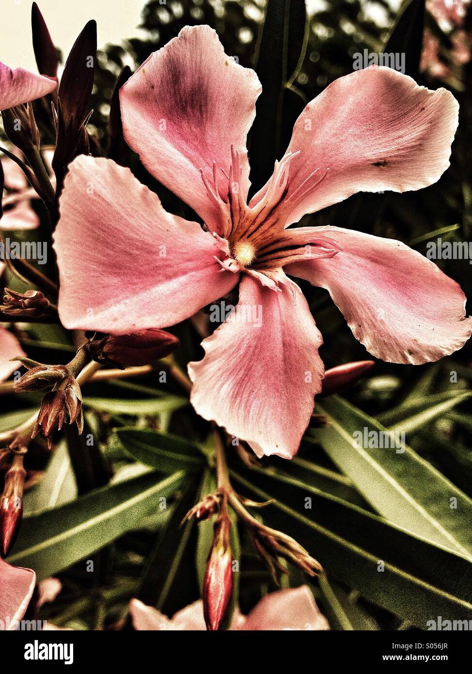 Fleur d'été au soleil Banque D'Images