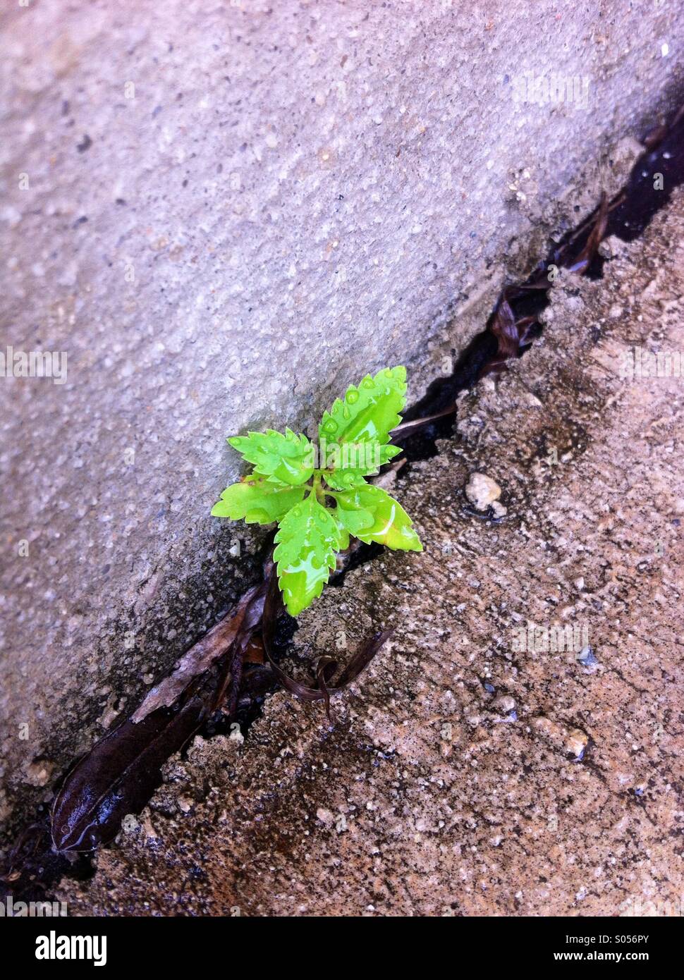 Petite plante poussant dans une fissure du ciment Banque D'Images