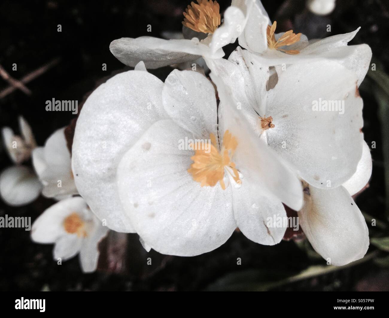Les fleurs de bégonia blanc Banque D'Images