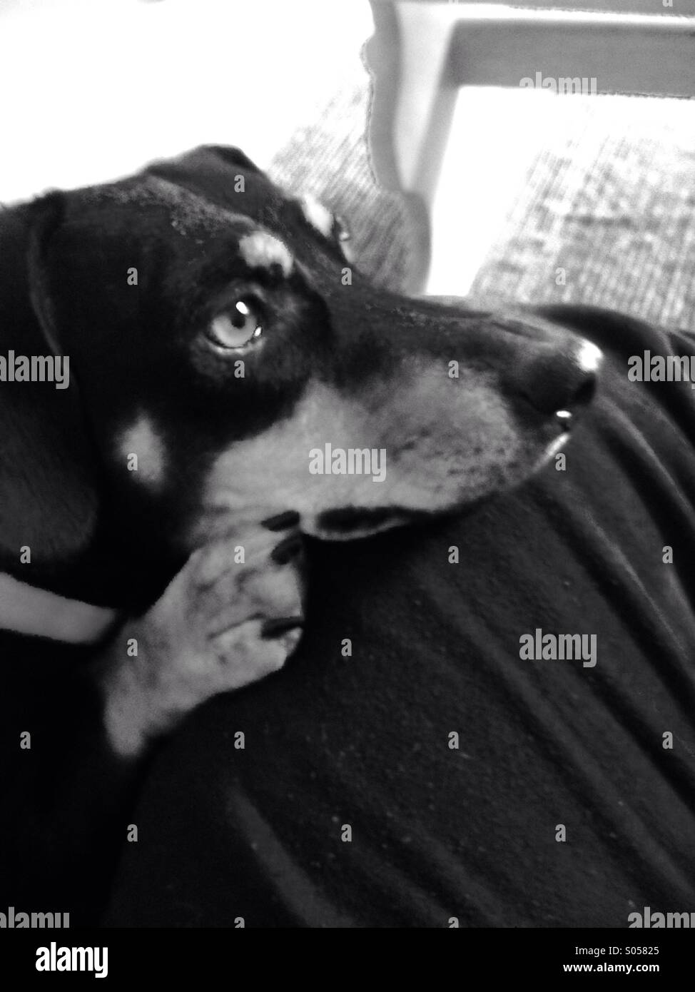 Un chien, teckel noir blanc Banque D'Images