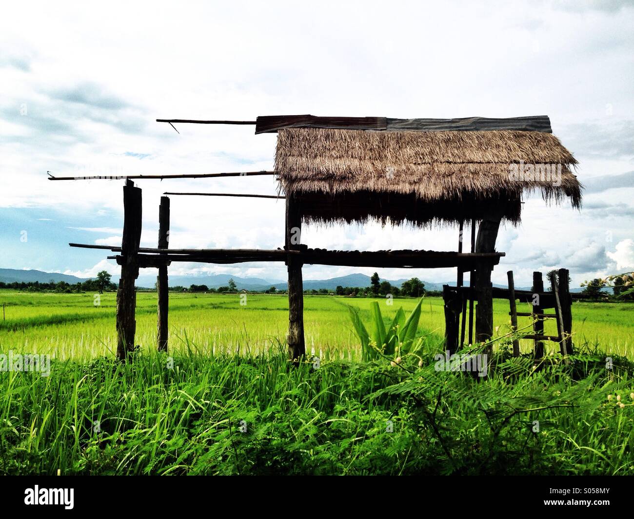 Champ de riz, la Thaïlande Banque D'Images