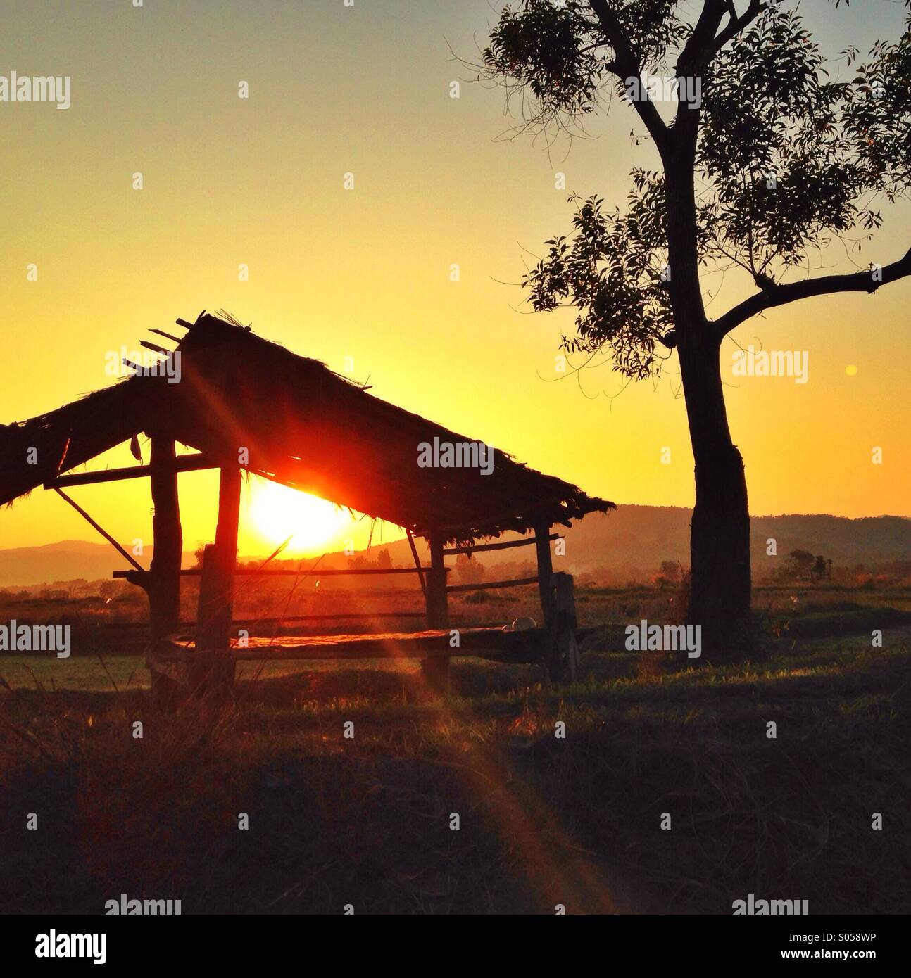 Rizières au coucher du soleil Banque D'Images