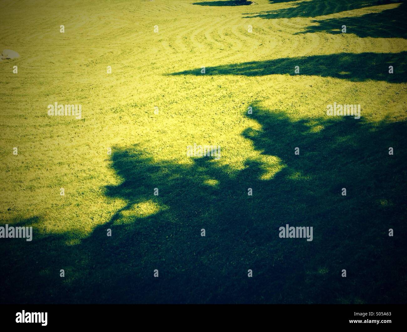Ombres Des Arbres Banque De Photographies Et D images Haute ombres-des-arbres-banque-de-photographies-et-d-images-haute