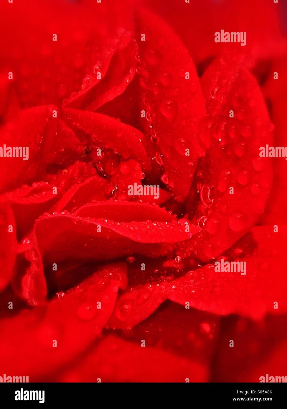 Rose rouge - Image de stock capturée avec un smartphone