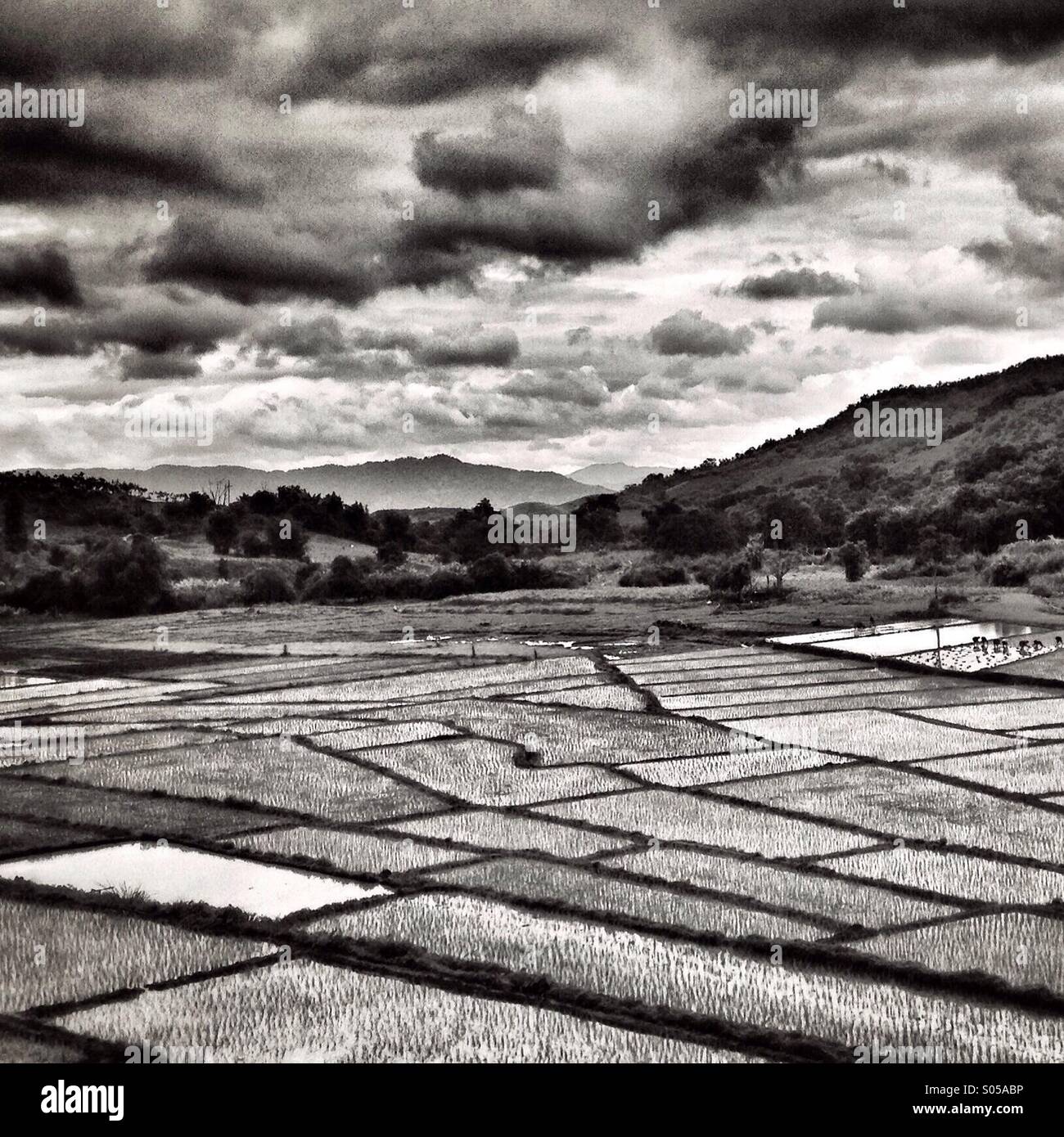 Les champs de riz en Thaïlande Banque D'Images