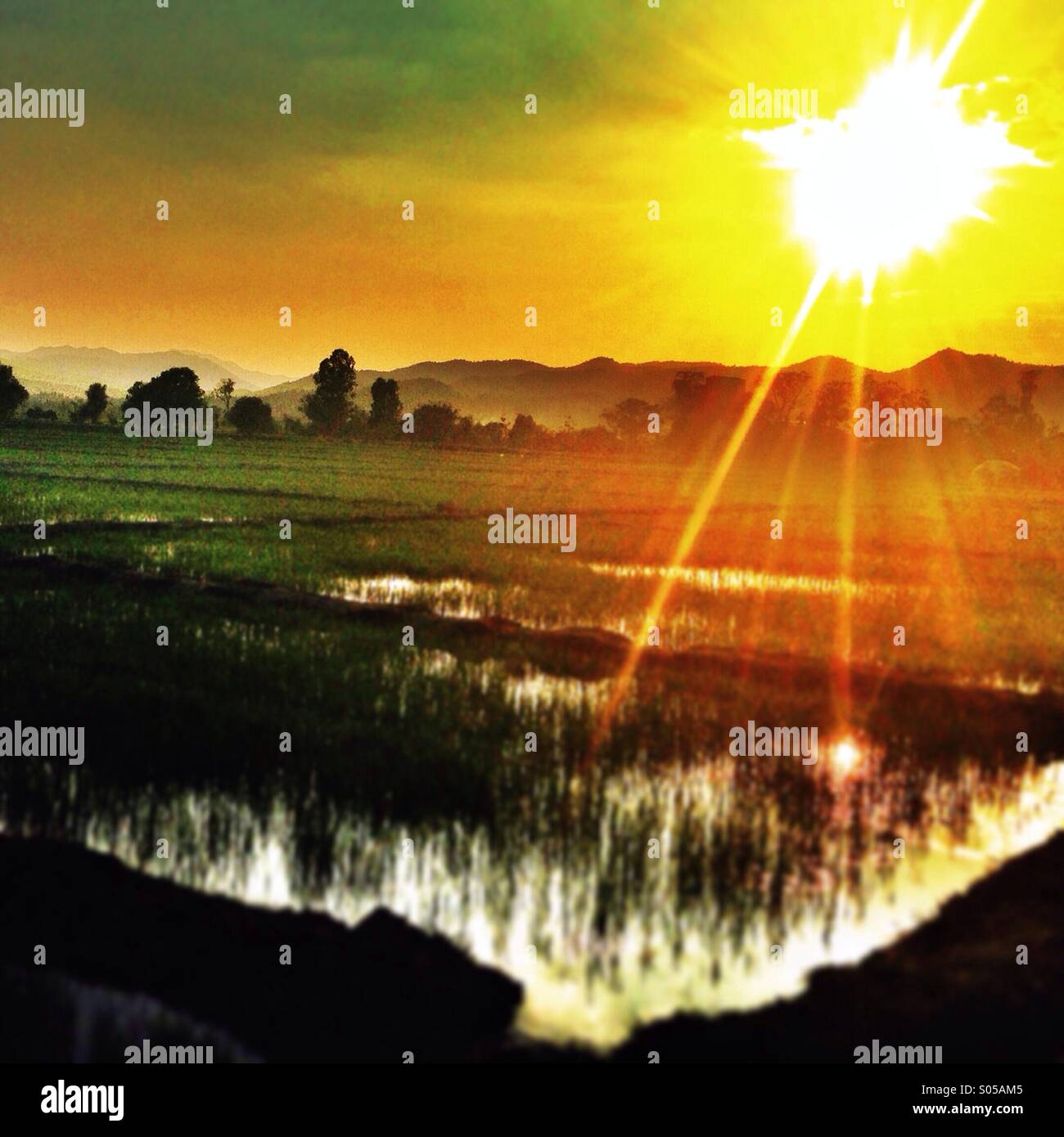 Coucher du soleil sur le champ de riz de Thaïlande Banque D'Images