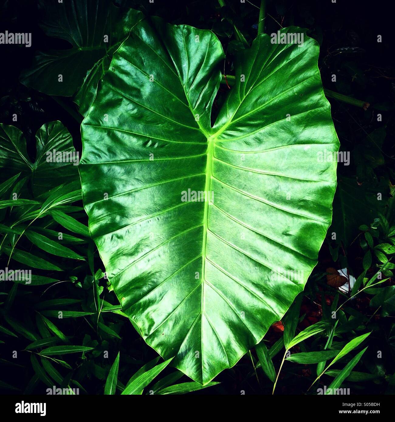 C'est une photo d'une grande feuille fraîche d'une plante tropicale dans un parc ou jardin botanique à Hong kong en Asie - Image de stock capturée avec un smartphone