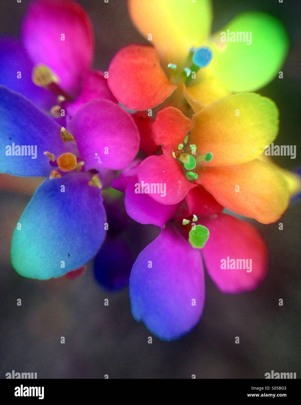 Thlaspi fleurs avec effet arc-en-ciel Banque D'Images