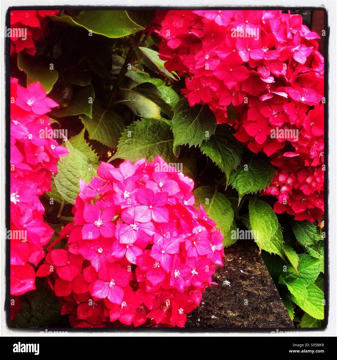 Fleurs roses - Image de stock capturée avec un smartphone