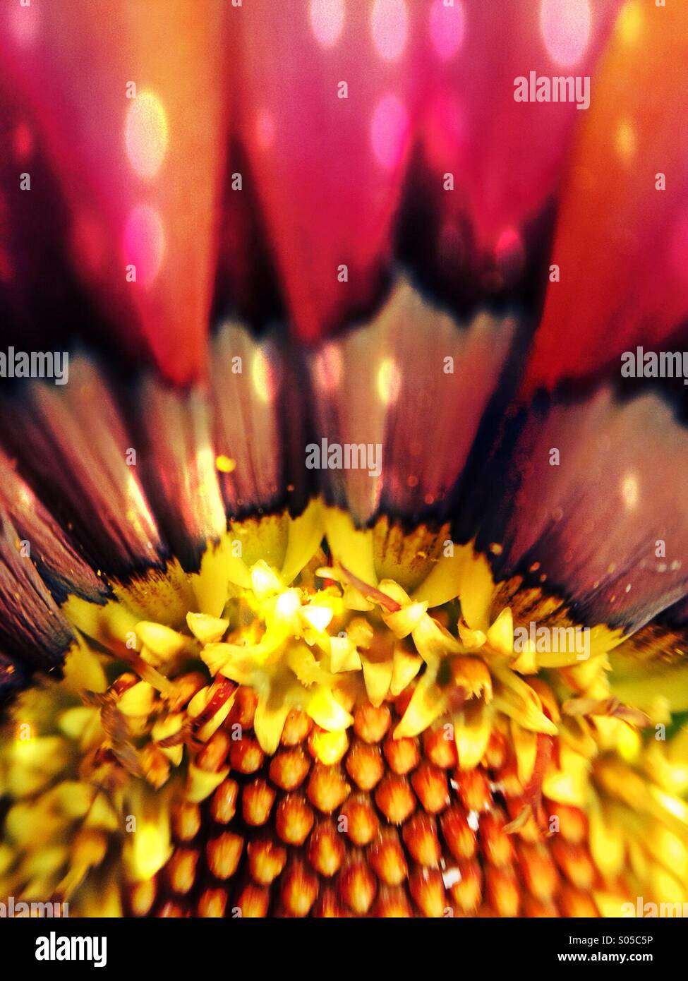 D'un point de vue macro gazania Banque D'Images D'un point de vue macro gazania Banque D'Images