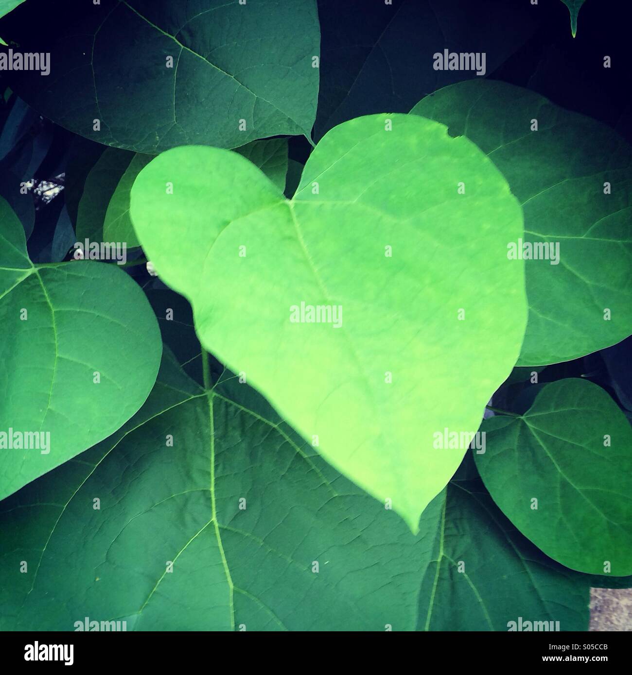 Coeur vert Leaf Banque D'Images