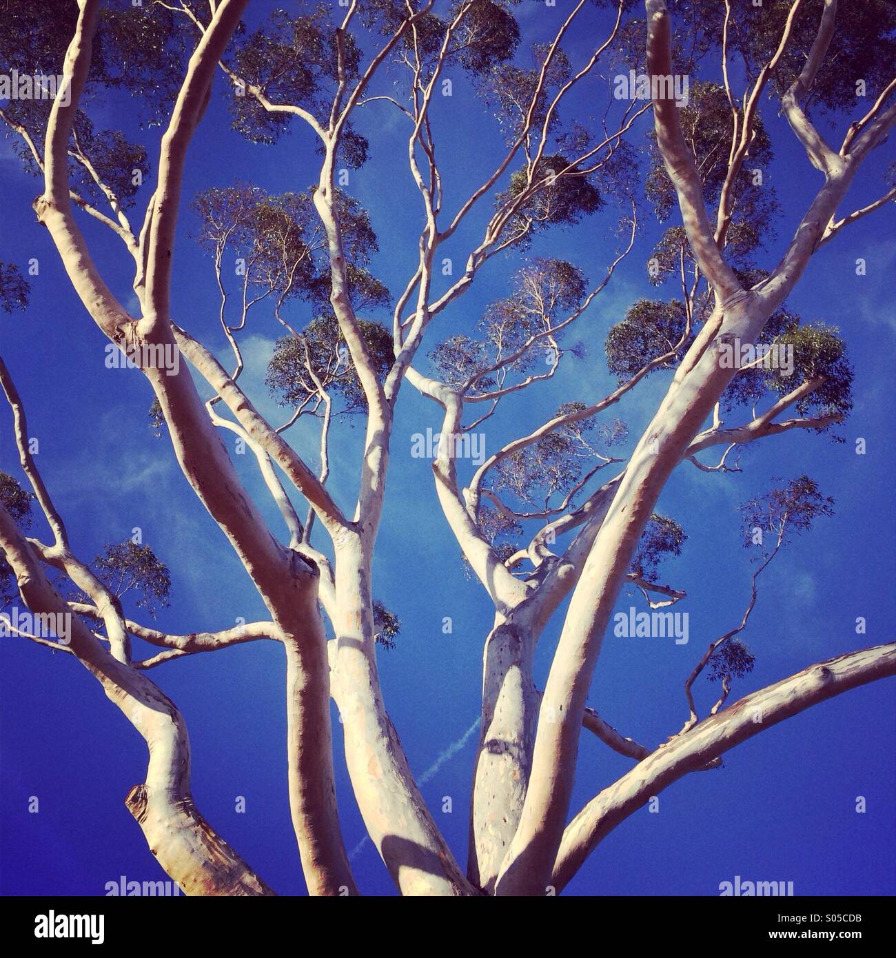 Eucalyptus contre le ciel bleu Banque D'Images