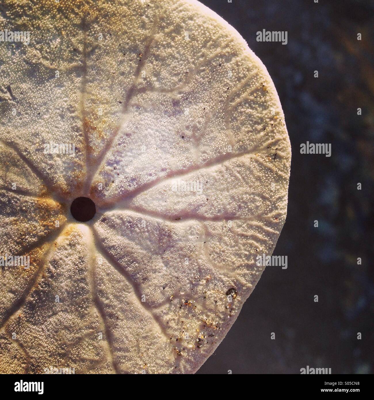 Sand dollar près. Banque D'Images