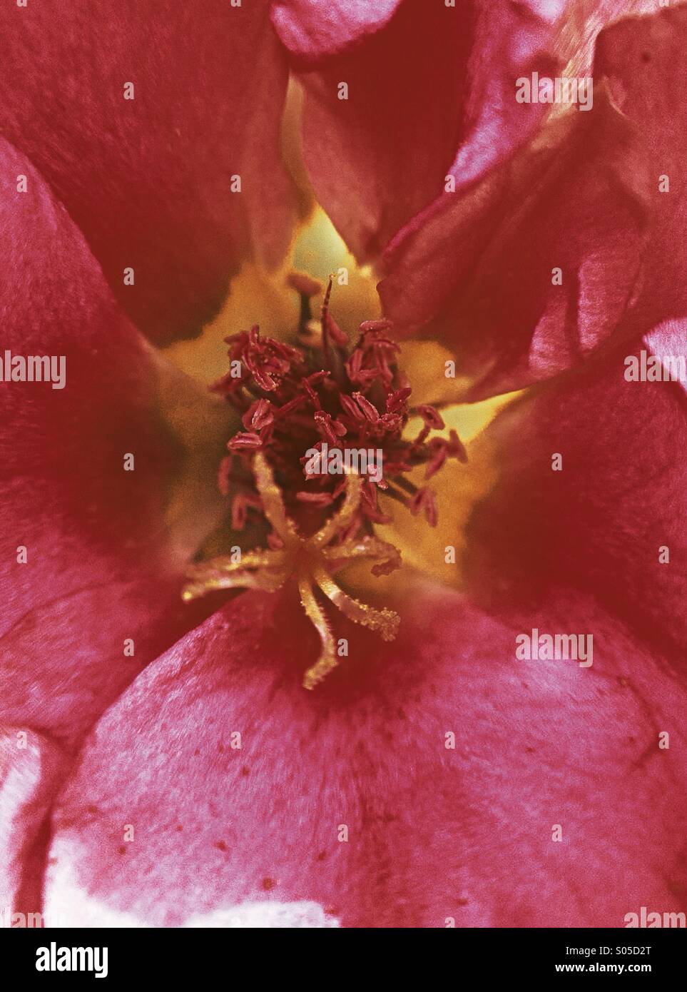 Close up of a rock rose - Image de stock capturée avec un smartphone