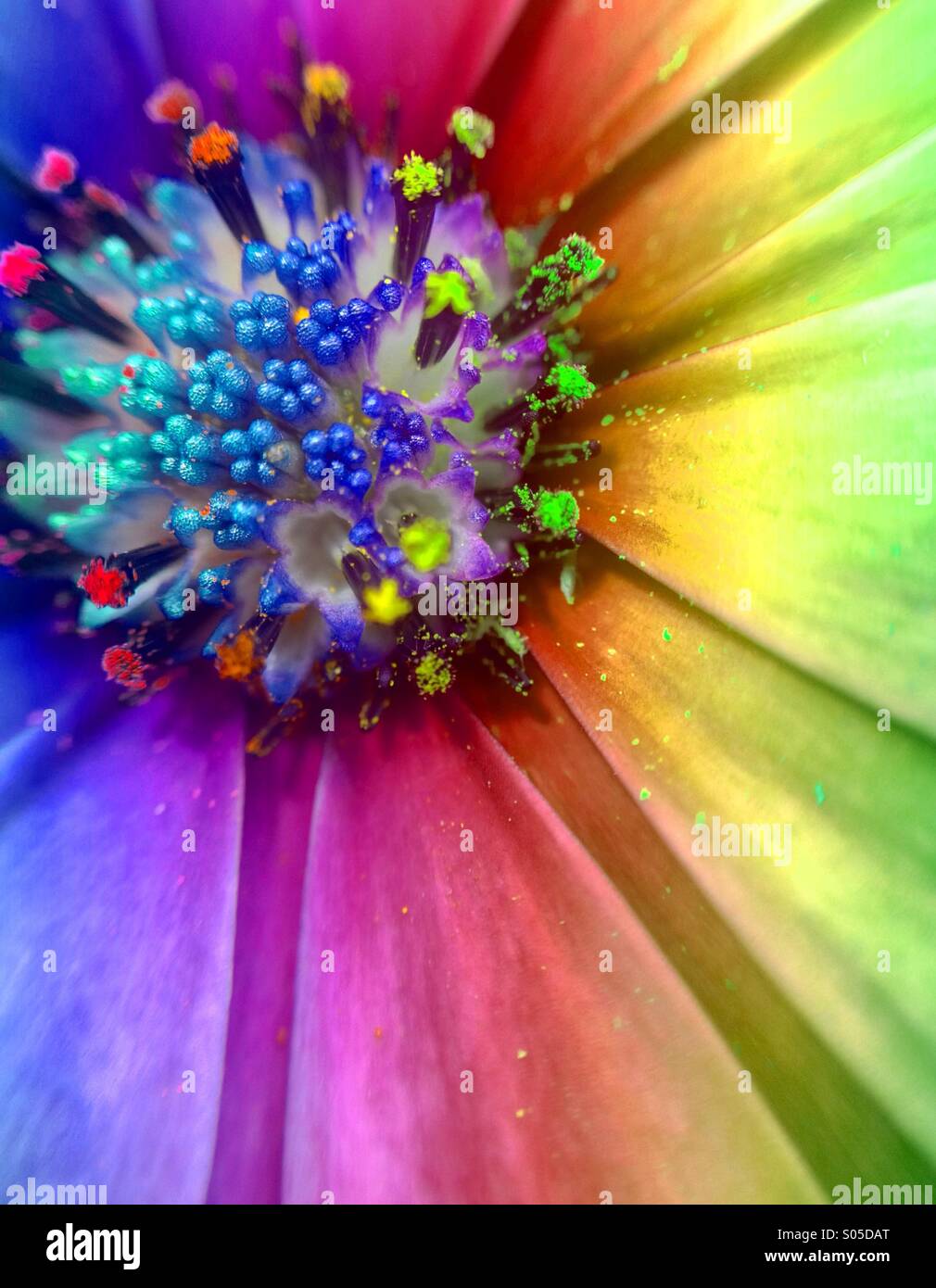 Effet arc-en-ciel sur une cape daisy Banque D'Images