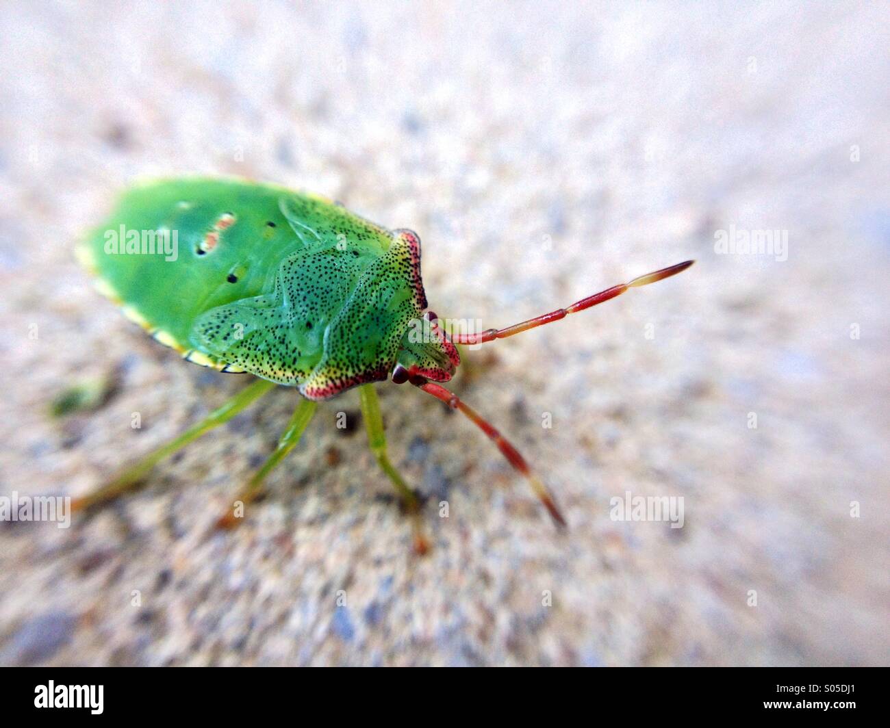 Vue macro d'un bouclier d'aubépine bug dans dernier stade de l'état de nymphe Banque D'Images