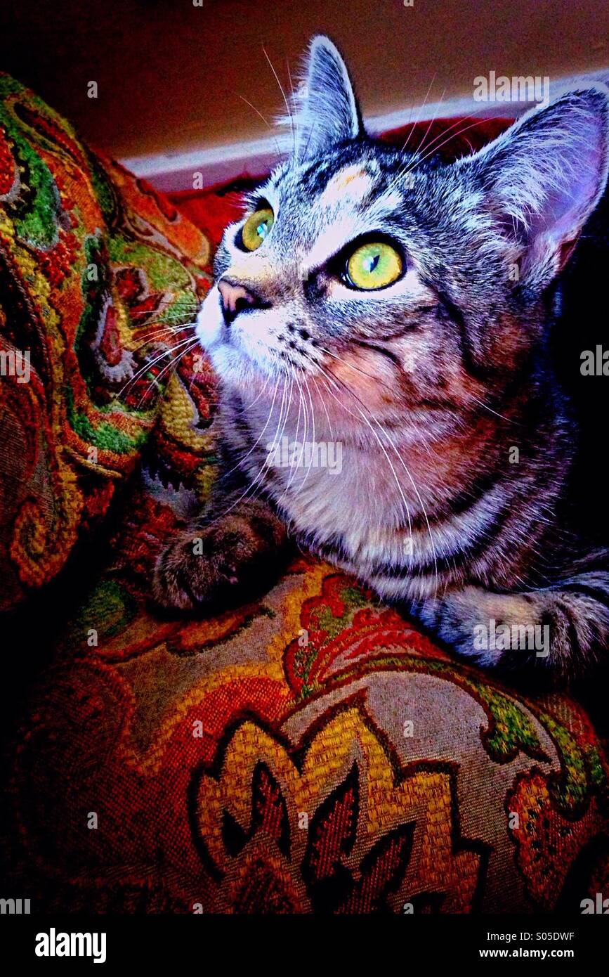 La Premiere Fois Mon Chaton Espionne Le Nid D Oiseaux A L Exterieur De La Fenetre Dans Le Salon De Mon Nouvel Appartement Au Deuxieme Etage Elle Les Regarda Pendant Des Heures Chaton