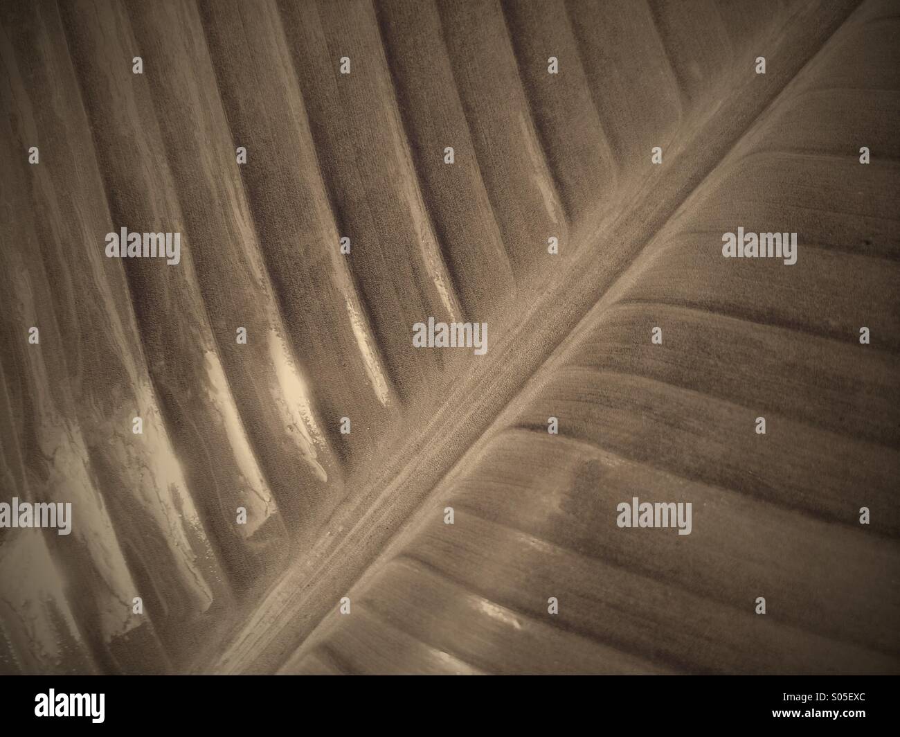 Effet Vintage sur une feuille de bananier. - Image de stock capturée avec un smartphone