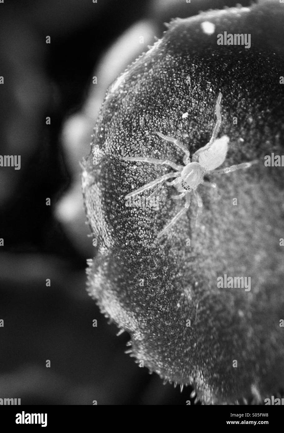 Close up d'une araignée en monochrome Banque D'Images
