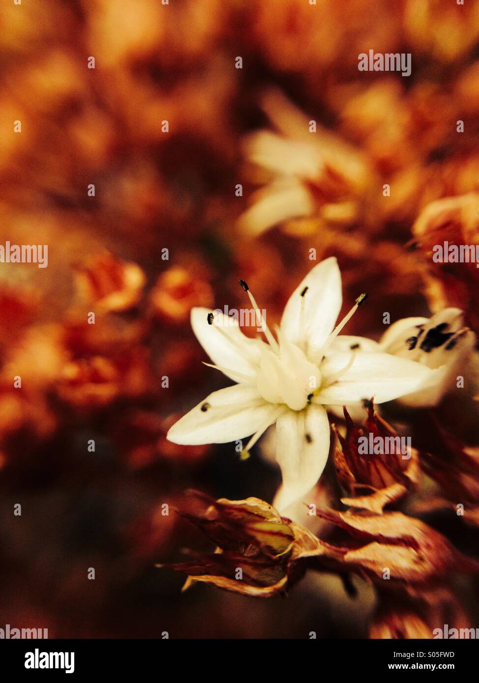 Close up de la floraison des cultures en pierre Banque D'Images