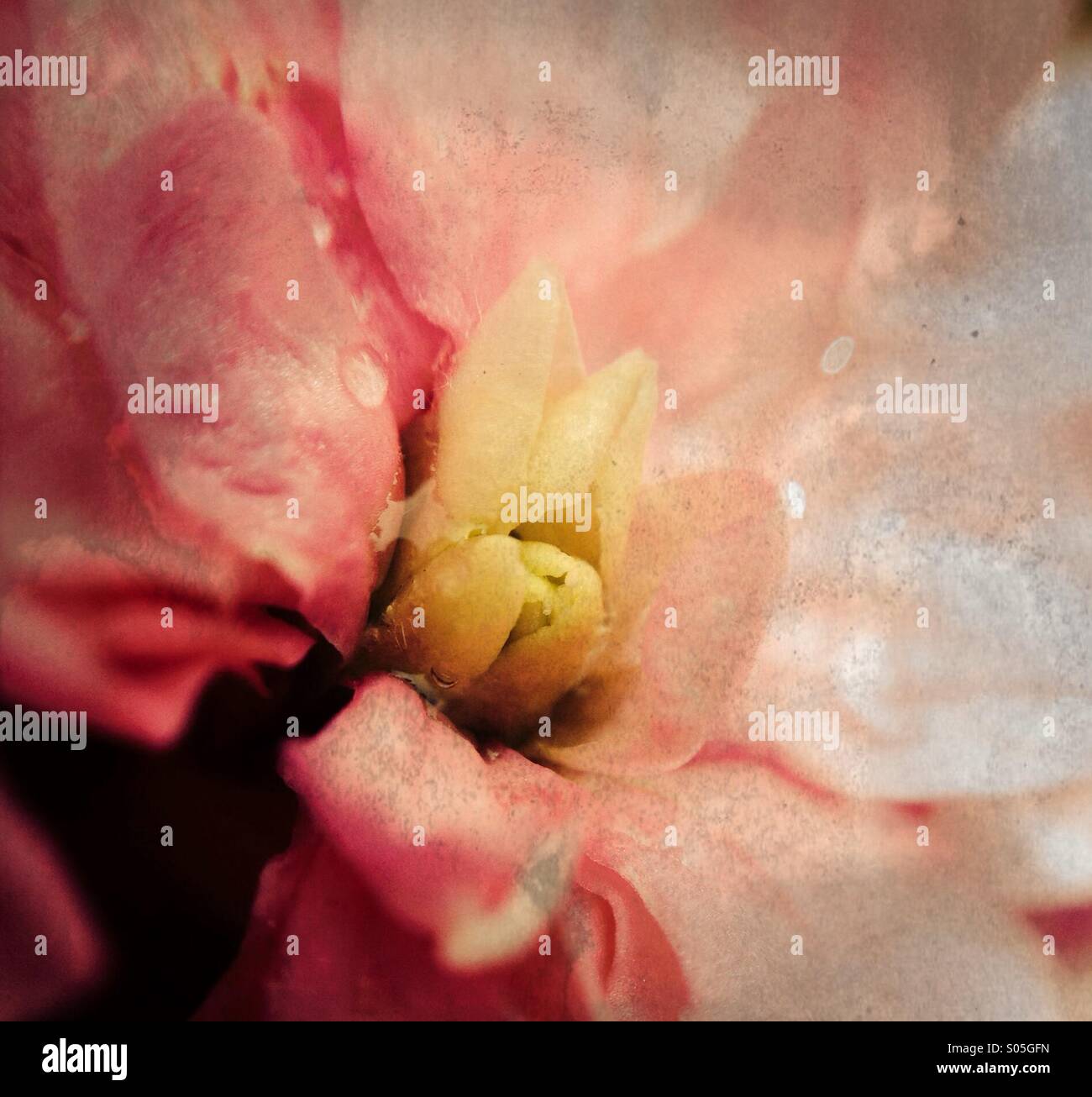 Close up de begonia fleur Banque D'Images