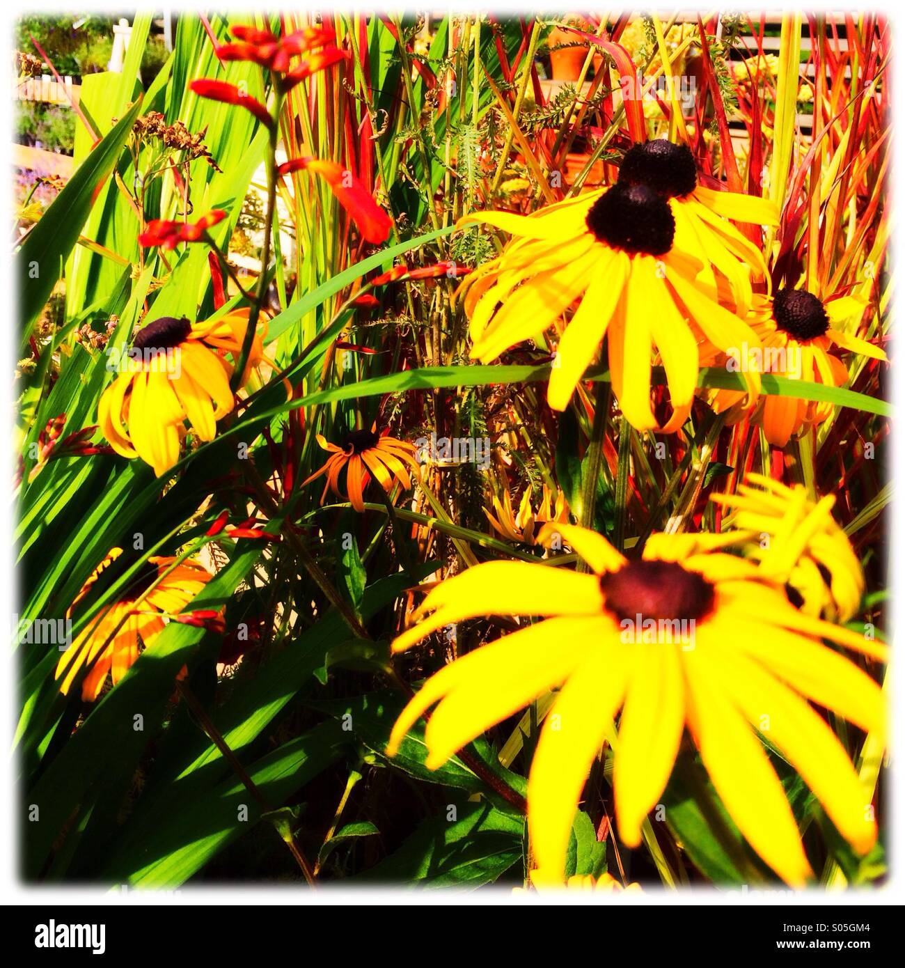 Fleurs daisy jaune dans un jardin en été Banque D'Images