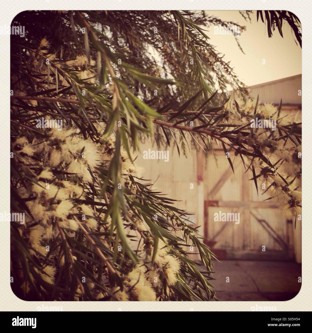 Vintage porte de grange avec arbre en fleurs Banque D'Images