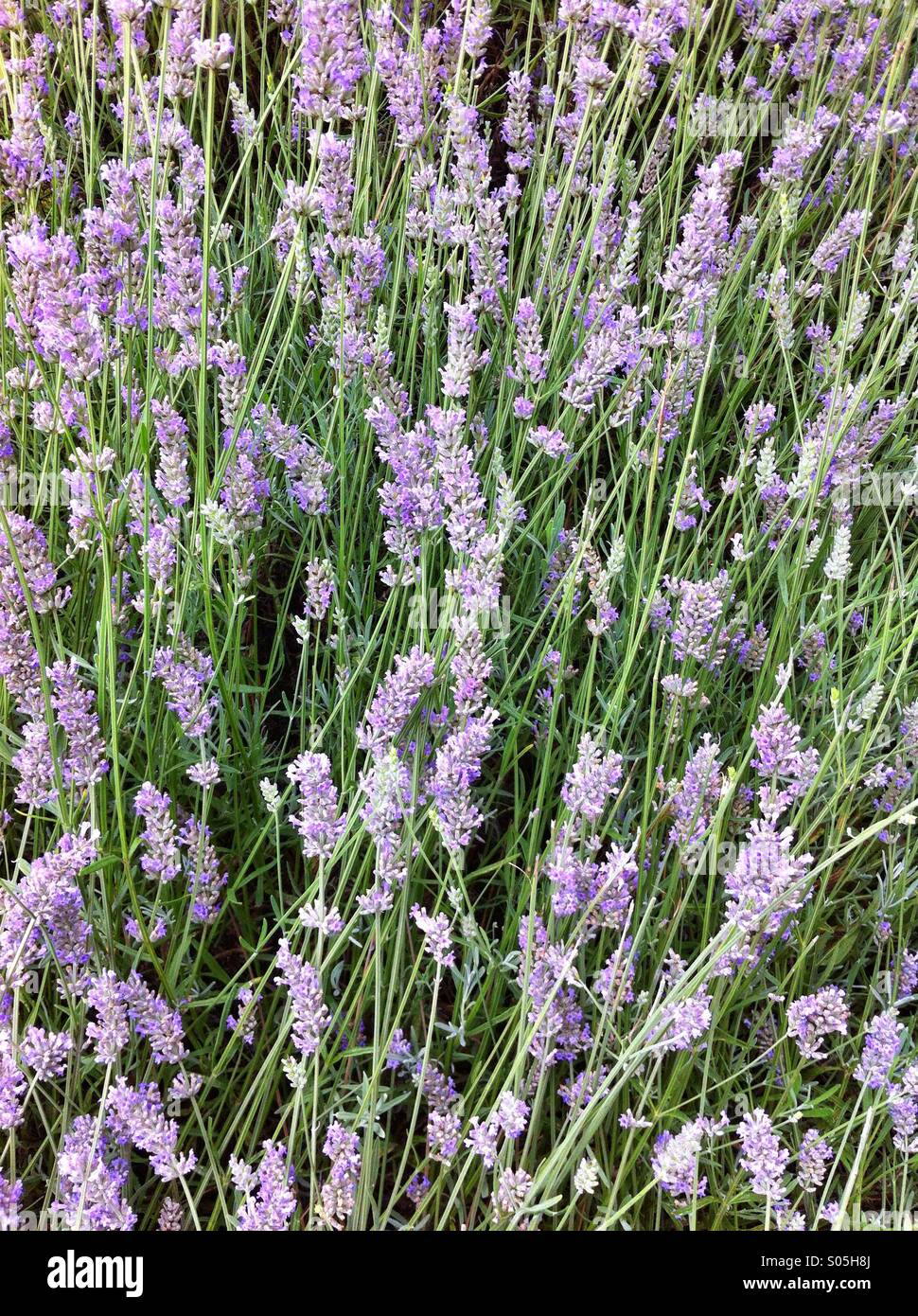 Fleurs de Lavande - Image de stock capturée avec un smartphone