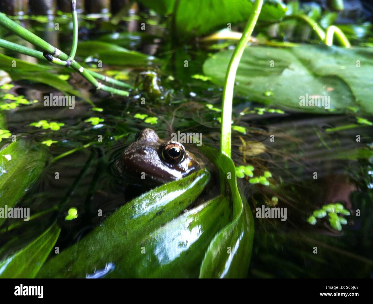 Une grenouille se cache entre la végétation pond Banque D'Images