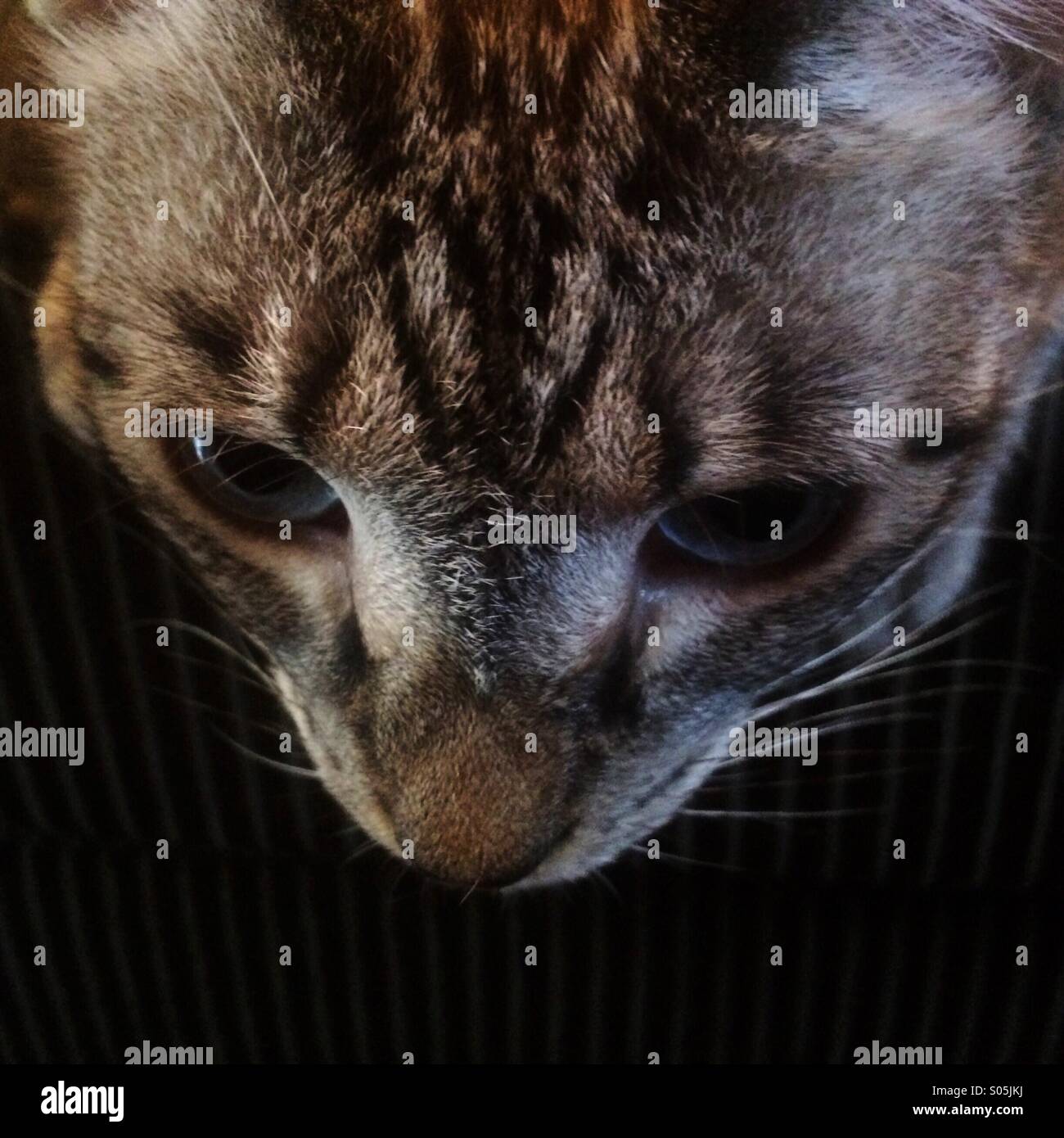 Chat Siamois Tabby Point A La Recherche Vers Le Bas Photo Stock Alamy