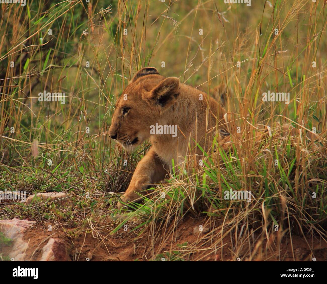 Un bébé Lion vers le bas par la route s'éveillant d'un long pan. Banque D'Images