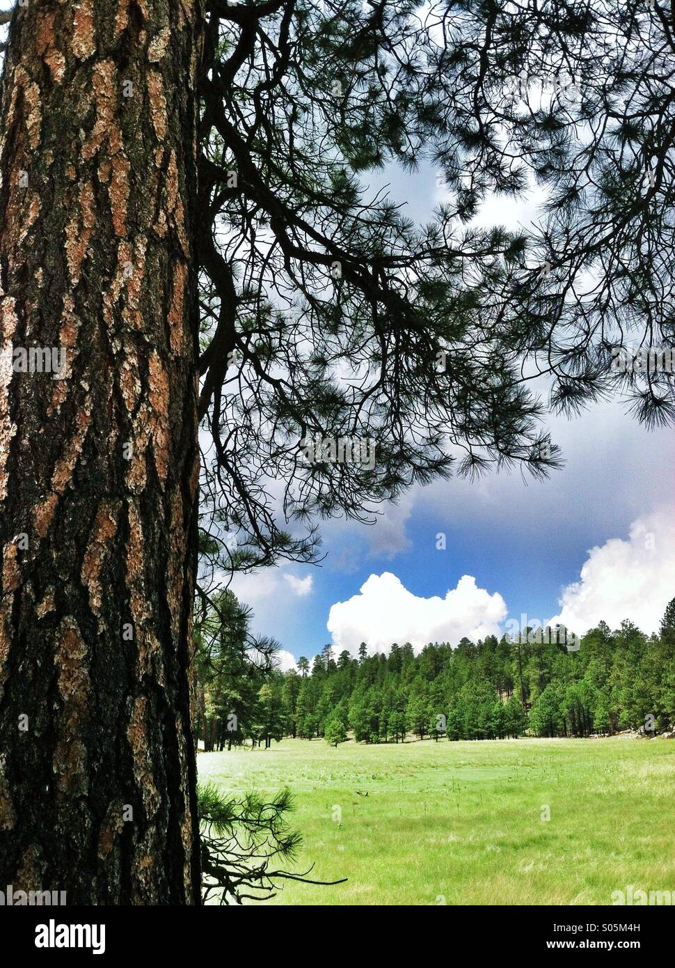 Arbre de pin ponderosa avec grande prairie d'herbe. L'été dans le haut pays de l'Arizona.USA Banque D'Images