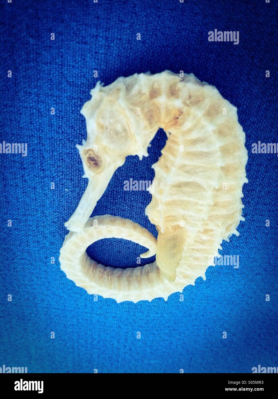 Hippocampe - Image de stock capturée avec un smartphone