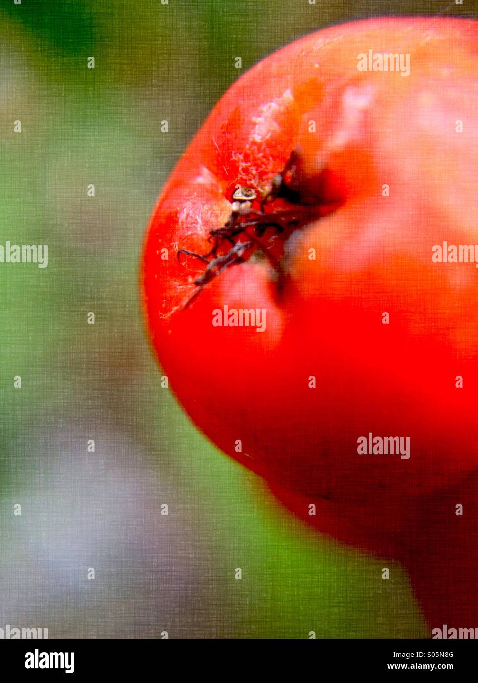 Close up of a mountain ash berry Banque D'Images
