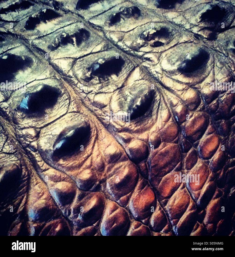 La peau de crocodile, d'un pèse-personne. Territoire du Nord, Australie Banque D'Images