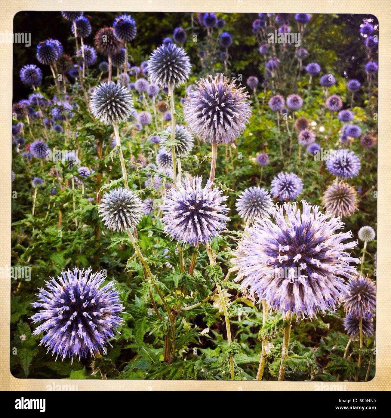 Fleurs violettes Banque D'Images