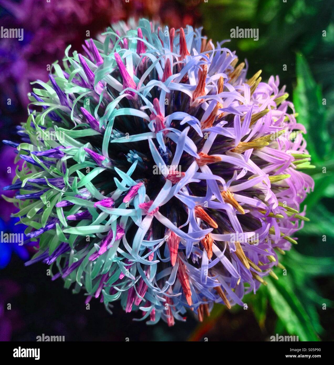 Effet arc-en-ciel sur un globe thistle Banque D'Images