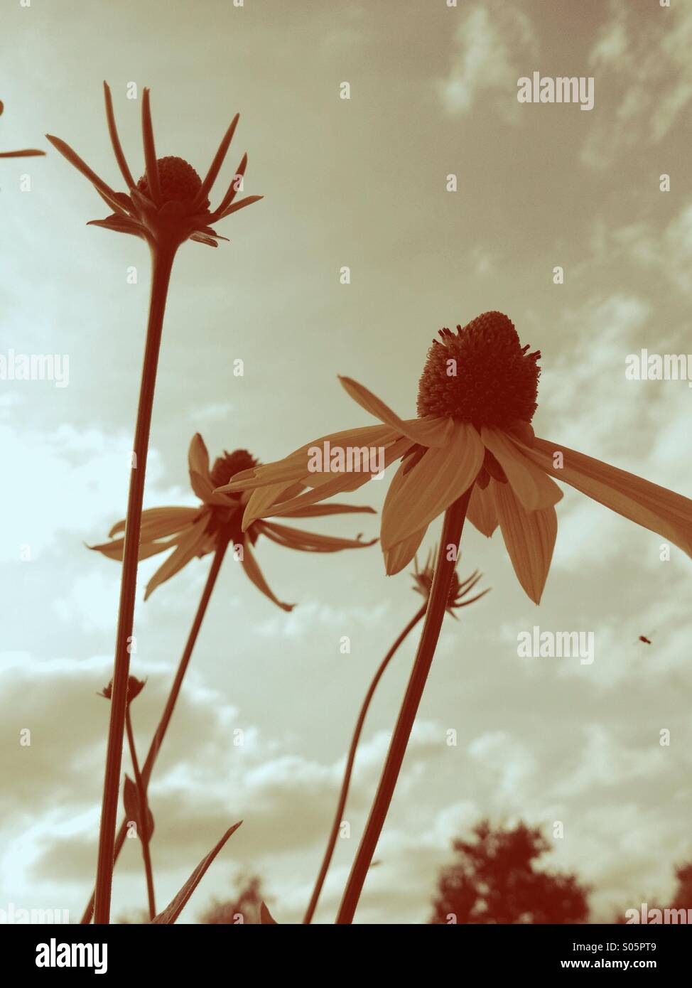 Fleur avec ciel en arrière-plan Banque D'Images