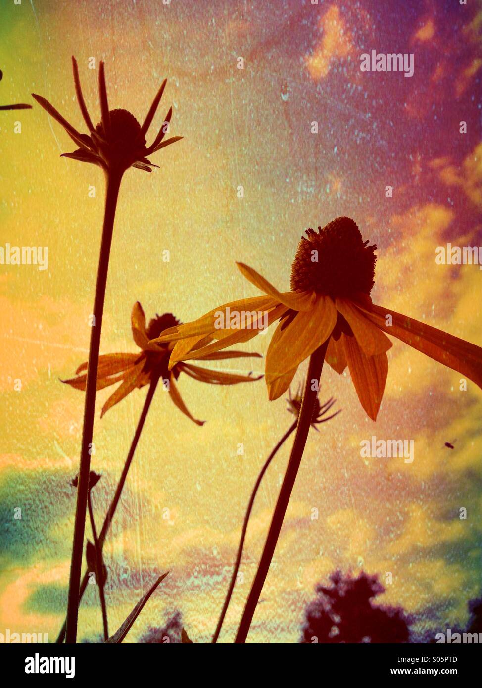 Fleur avec ciel bleu en arrière-plan Banque D'Images