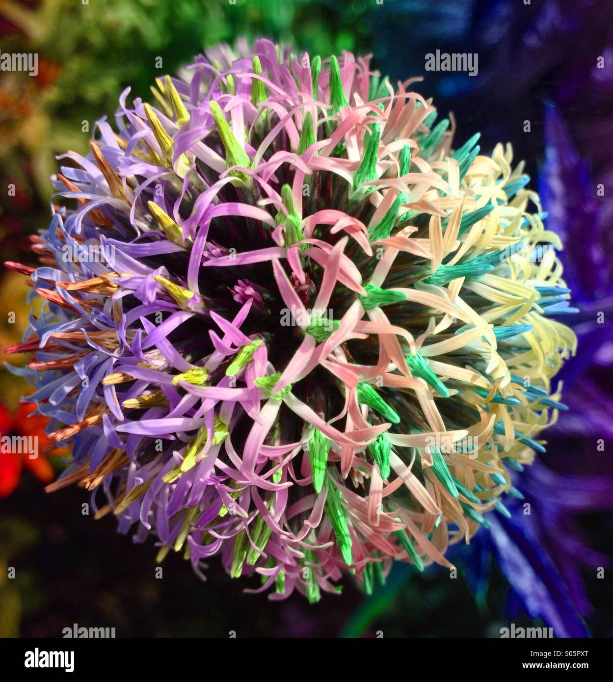 Globe thistle avec effet arc-en-ciel Banque D'Images