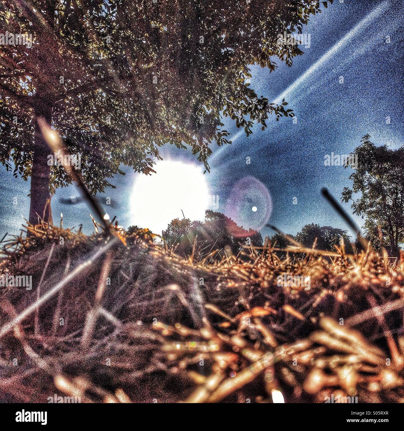 À la recherche jusqu'à un arbre et le soleil dans l'herbe fraîchement coupée Banque D'Images