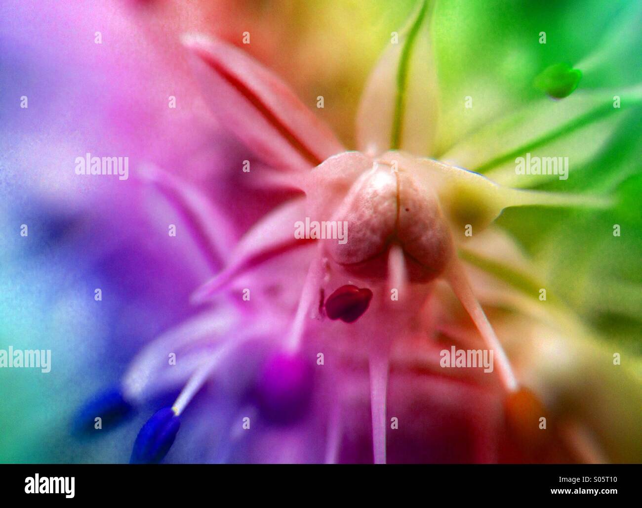 Sur l'effet arc-en-ciel fleurs graines d'oignon Banque D'Images