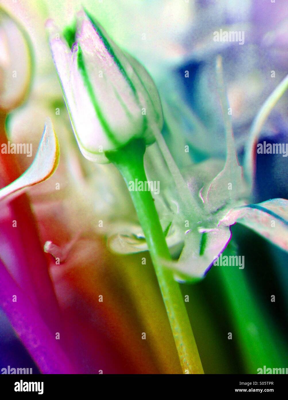 Sur l'effet arc-en-ciel fleurs oignon Banque D'Images