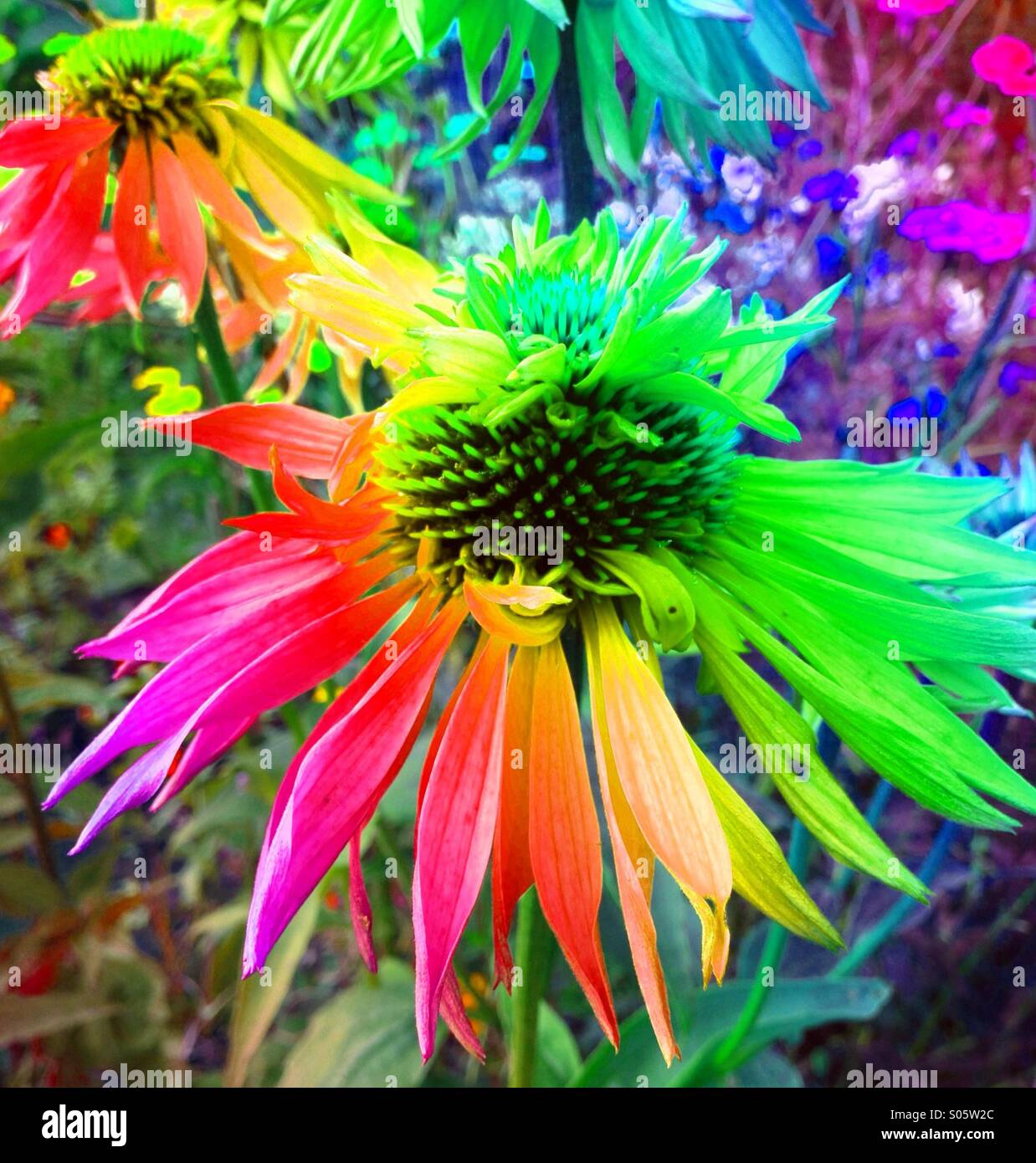 Fleur d'échinacée avec effet arc-en-ciel Banque D'Images