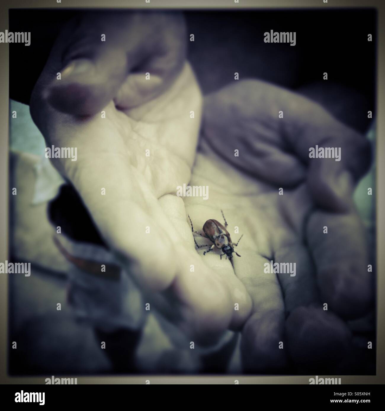 Six ans boy holding a june bug. Modesto, Californie, USA Banque D'Images