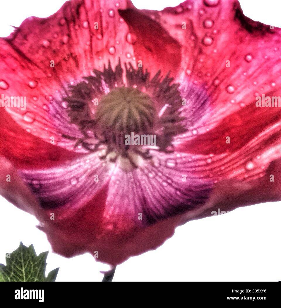 Coquelicot rouge Banque D'Images