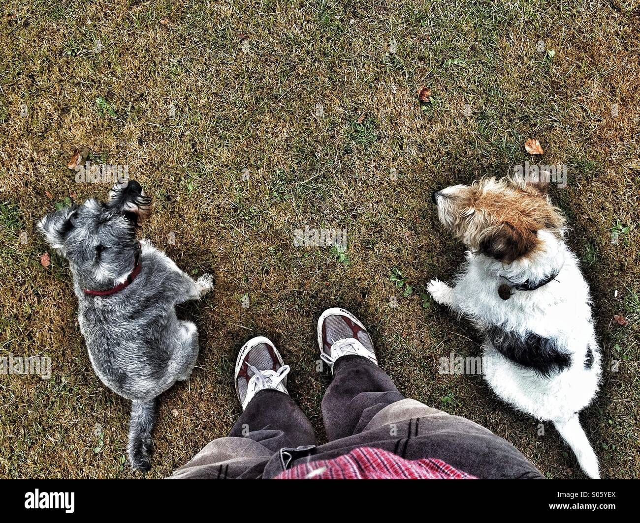 Deux chiens assis de chaque côté de propriétaire sur l'herbe Banque D'Images