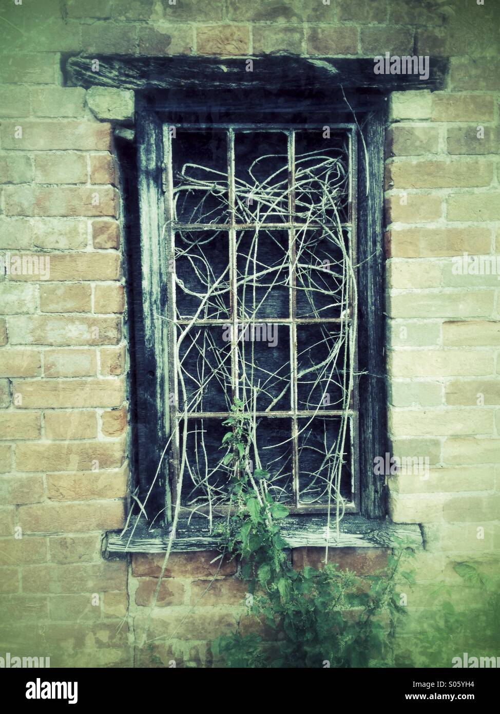 Fenêtre d'un bâtiment en ruine envahi par les ronces - Image de stock capturée avec un smartphone