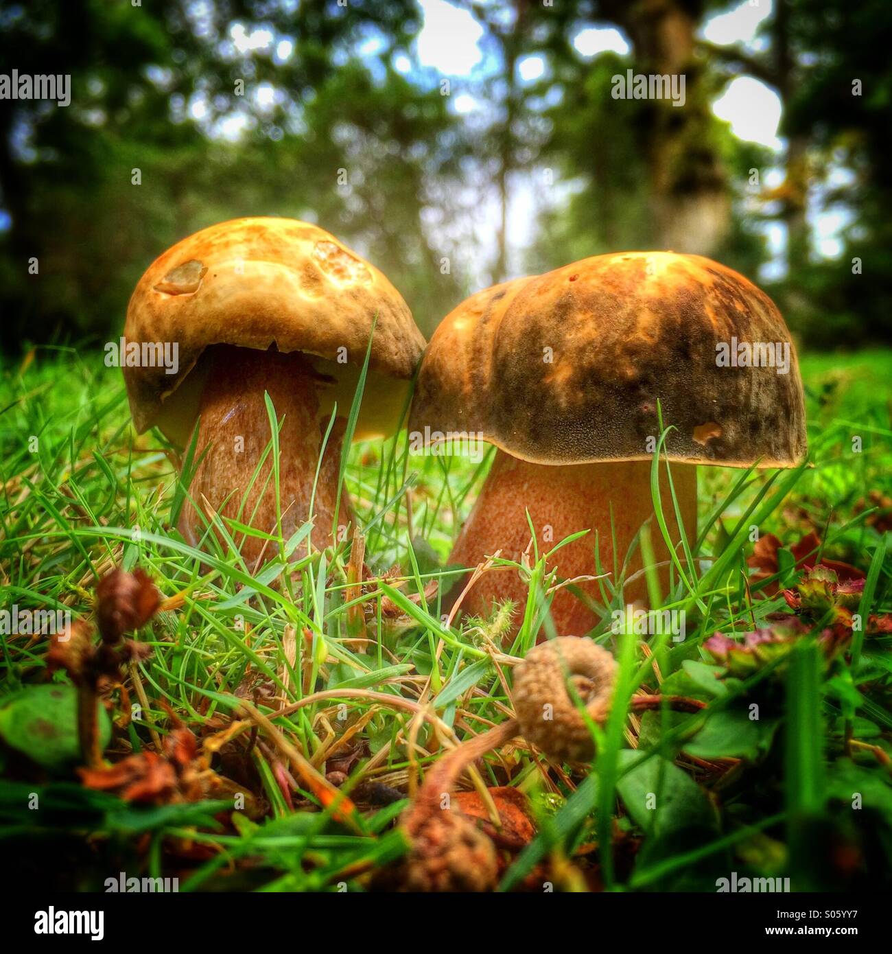Toadstools champignons poussant dans un bois glen Banque D'Images